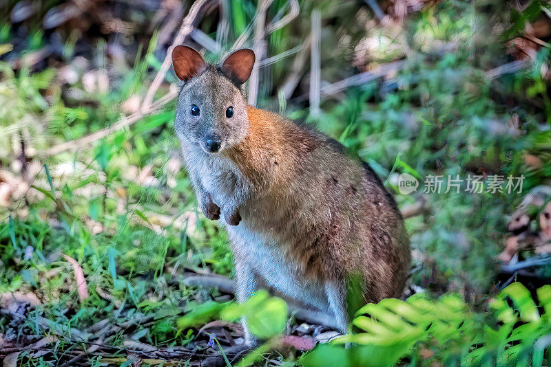 年轻的 Pademelon (Thylogale)